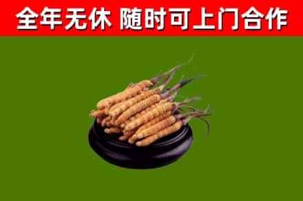 松桃烟酒回收冬虫夏草.jpg